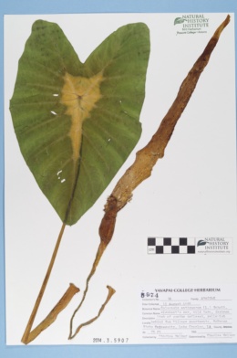 Image of Colocasia antiquorum
