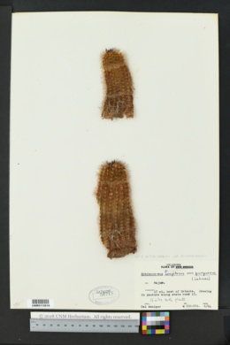 Echinocereus reichenbachii var. reichenbachii image