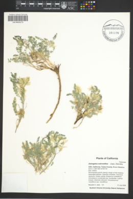 Astragalus subvestitus image