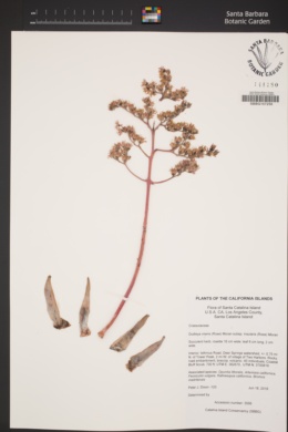 Dudleya virens subsp. insularis image