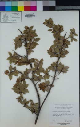 Quercus chrysolepis image