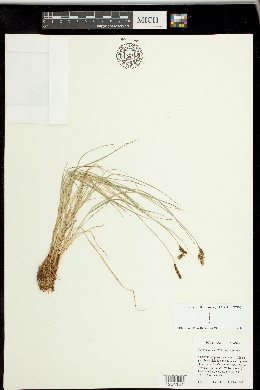Carex glareosa subsp. glareosa image