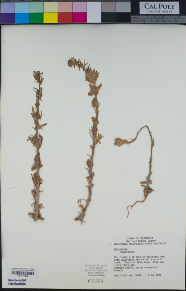 Camissoniopsis image