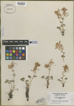 Aquilegia scopulorum subsp. perplexans image