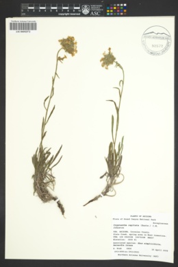 Oreocarya capitata image