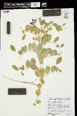 Lathyrus maritimus var. pellitus image