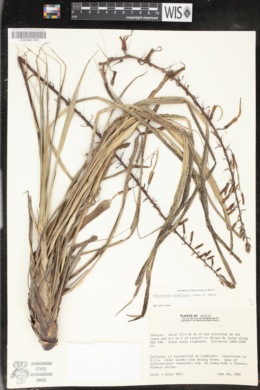 Image of Pitcairnia breedlovei
