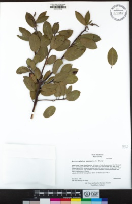Arctostaphylos manzanita image