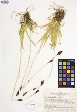 Carex luzulifolia image