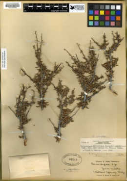 Image of Cercocarpus arizonicus