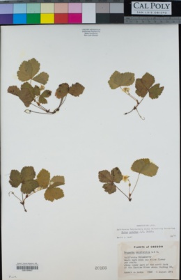 Rubus pedatus image