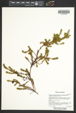 Empetrum eamesii subsp. hermaphroditum image