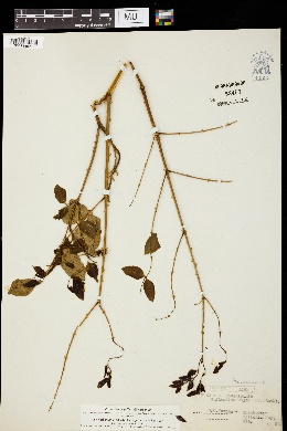 Image of Caesalpinia globulorum
