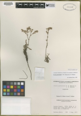 Ivesia paniculata image