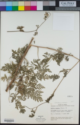 Image of Torilis japonica