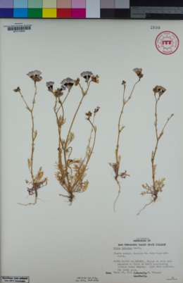 Image of Gilia tricolor