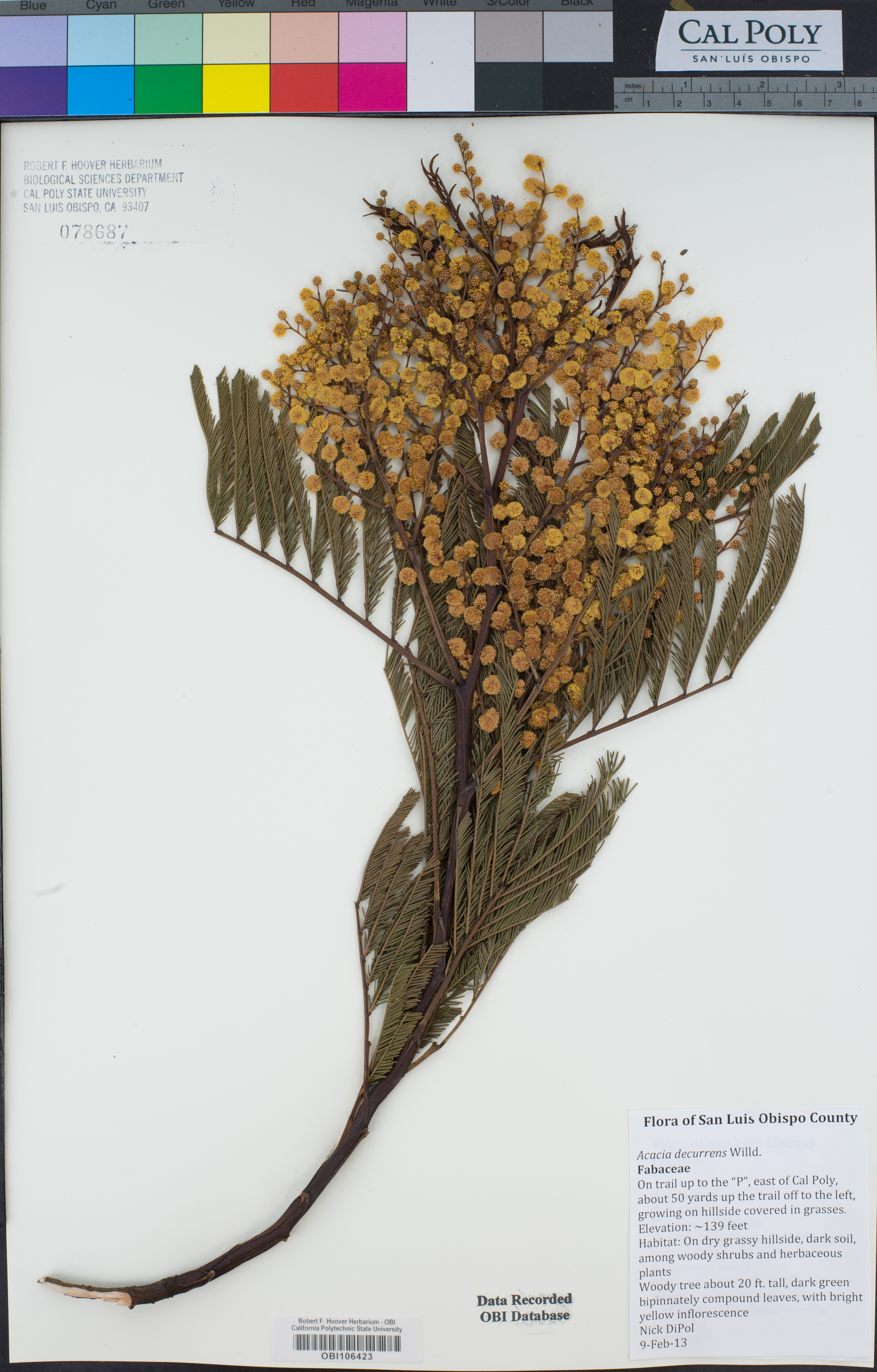 Acacia decurrens image