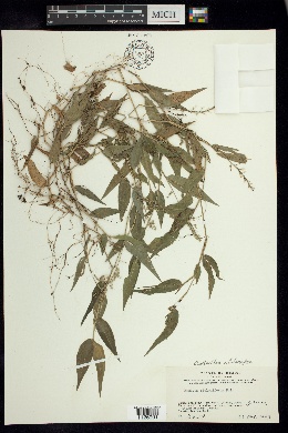 Panicum stoloniferum image