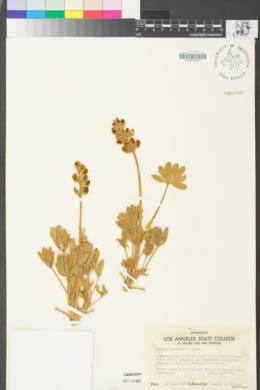 Lupinus peirsonii image