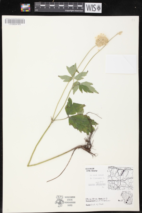 Anemone virginiana var. alba image