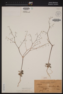 Eriogonum baratum image