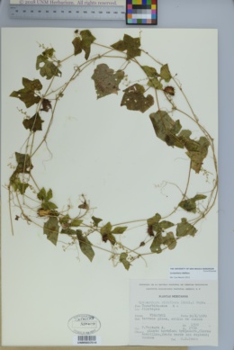 Image of Cyclanthera ribiflora