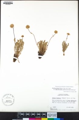 Ivesia gordonii var. alpicola image