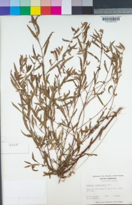 Image of Ludwigia sphaerocarpa