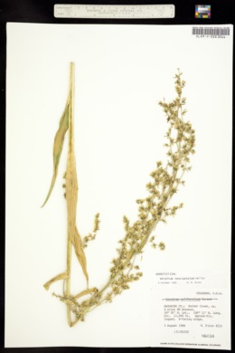 Image of Veratrum tenuipetalum