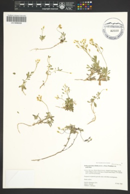 Draba pedicellata var. pedicellata image