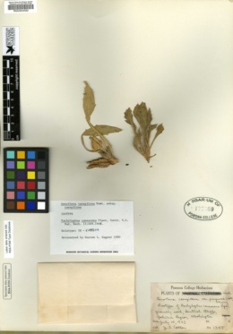 Image of Oenothera canescens