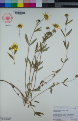 Image of Heliomeris multiflora