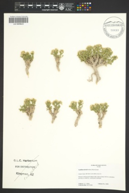 Image of Lepidium davisii