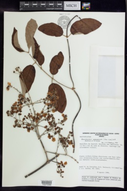 Banisteriopsis gardneriana image