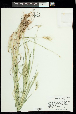 Hordeum arizonicum image