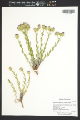 Brickellia linifolia var. linifolia image