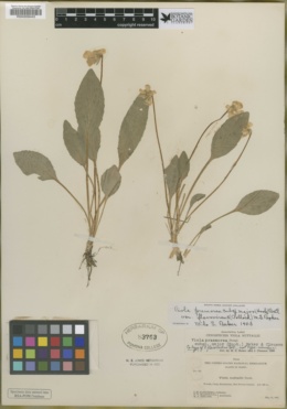 Viola praemorsa var. flavovirens image