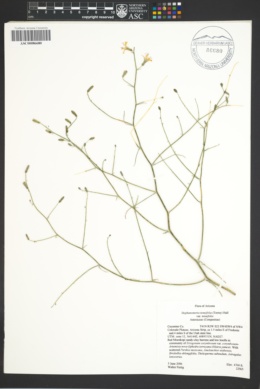 Stephanomeria minor var. minor image
