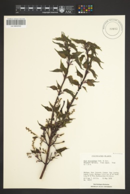 Image of Acer micranthum
