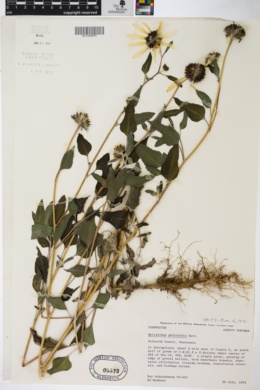 Image of Helianthus petiolaris