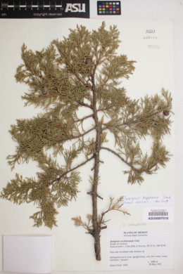 Image of Juniperus deppeana