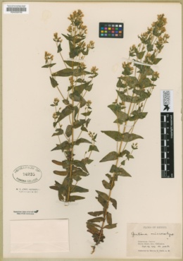 Gentianella microcalyx image