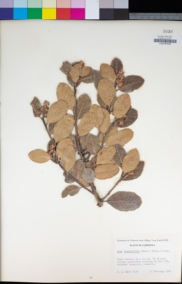 Rhus integrifolia image