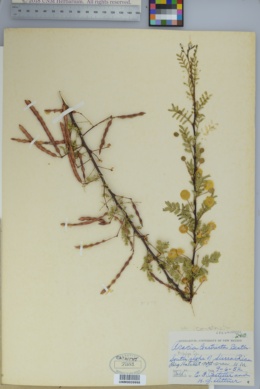 Acacia constricta var. constricta image