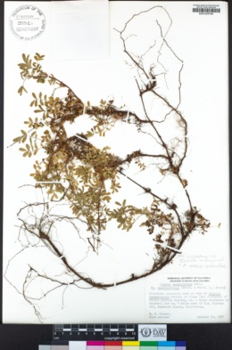 Acaena novae-zelandiae image
