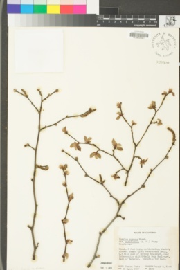 Corylus cornuta subsp. californica image