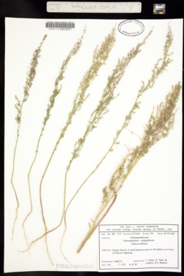 Image of Chenopodium subglabrum