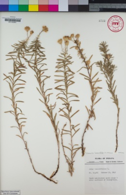 Image of Ionactis linariifolia