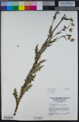 Sonchus asper subsp. asper image