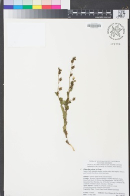 Image of Phacelia grisea